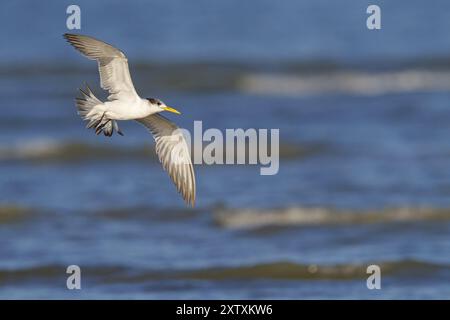 Caspian Tern, foto di volo, (Thalasseus bergii), Khawr orientale / Khawr ad Dahariz, Salalah, Dhofar, Oman, Asia Foto Stock