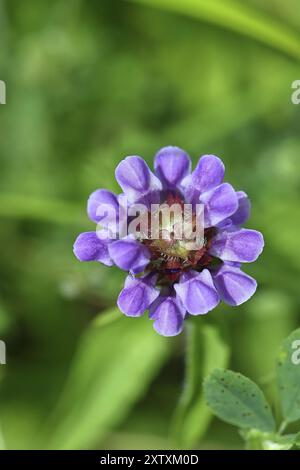 Grande autoguarigione (Prunella grandiflora), grande autoguarigione, fiore blu su un sentiero forestale, primo piano dall'alto, Wilnsdorf, Renania settentrionale-Vestfalia, Germania Foto Stock