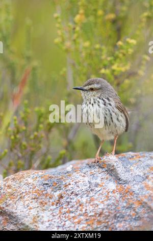 Prinia maculosa, Karoo Prinia, Prinia du Karoo, Prinia del Karoo, Prinia del Karoo, Harold Porter National Botanical Gardens, Betty's Bay, Western Cap Foto Stock