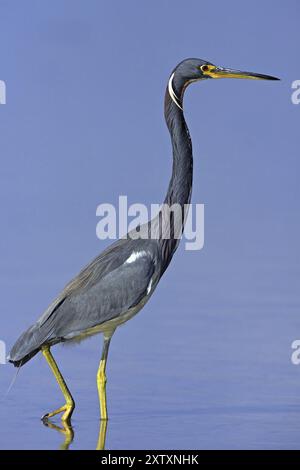 Airone tricolore (Egretta tricolor), foraggiamento, ft. De Soto Park, Sanibel Island, Florida, Stati Uniti, Nord America Foto Stock