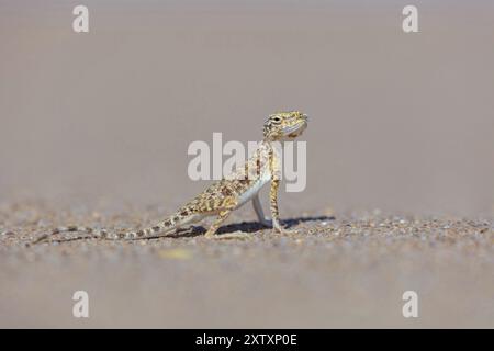 Punta araba (Phrynocephalus arabicu), agame, lucertola, rettile, rettili, sabbia, deserto, Rub al-Chali, quartiere vuoto vicino a Ubar, Salalah, Dhofar Gov Foto Stock