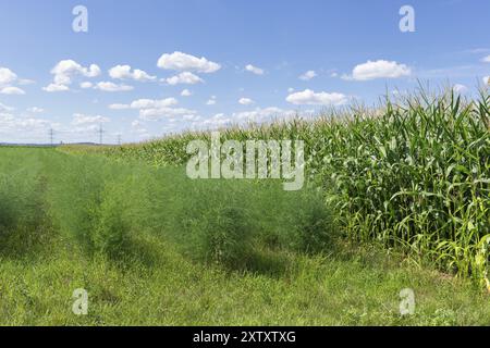 Campo di asparagi, piante di granturco, impianto di biogas, mais da foraggio, dettaglio, campo, nuvole, Baden-Wuerttemberg, Germania, Europa Foto Stock