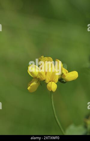 Bird's-Foot Trefoil, Bird'S-Foot Trefoil (Lotus corniculatus), fiore giallo in un prato, Wilnsdorf, Renania settentrionale-Vestfalia, Germania, Europa Foto Stock