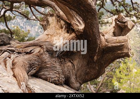 Cipresso mediterraneo antichissimo saldamente ancorato in suolo roccioso Foto Stock