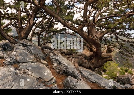 Cipresso mediterraneo antichissimo saldamente ancorato in suolo roccioso Foto Stock