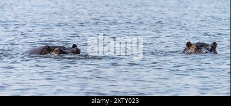 Ippopotamo (per lo più sommerso) avvistato nel Parco Nazionale del Chobe, Botswana, Africa Foto Stock