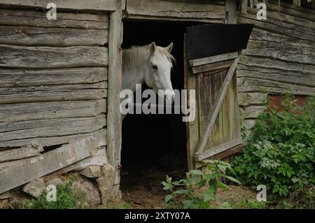 Una fattoria solitaria nella foresta. Bielorussia Foto Stock