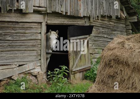 Una fattoria solitaria nella foresta. Bielorussia Foto Stock