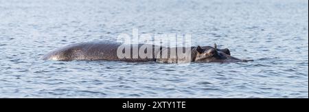 Ippopotamo (per lo più sommerso) avvistato nel Parco Nazionale del Chobe, Botswana, Africa Foto Stock