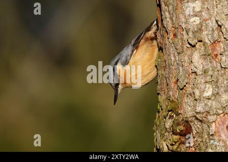 Nuthatch, Sitta europaea, fotografato su un albero della riserva naturale di Low Barns, Co. Durham. REGNO UNITO Foto Stock