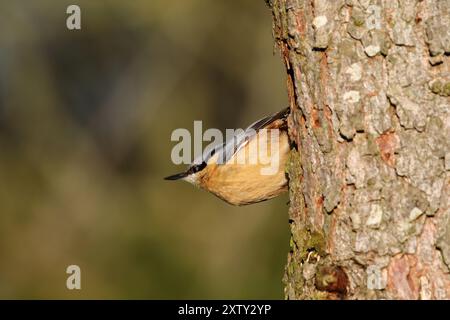 Nuthatch, Sitta europaea, fotografato su un albero della riserva naturale di Low Barns, Co. Durham. REGNO UNITO Foto Stock