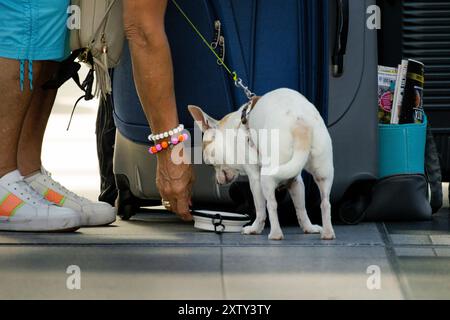 Bevete. 6 agosto 2024. Viaggiatore con un cane sulla piattaforma con un proprietario in attesa, Berlino, 6 agosto 2024. Il cane prende l'acqua da bere. Credito: dpa/Alamy Live News Foto Stock