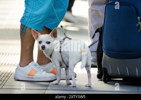 Bevete. 6 agosto 2024. Viaggiare con un cane sulla piattaforma con un proprietario in attesa, Berlino, 6 agosto 2024. Il cane prende l'acqua da bere. Credito: dpa/Alamy Live News Foto Stock