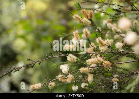 Melaleuca ericifolia (corteccia della palude) fiori sugli alberi in primavera Arboretum Park Southern Cultures in Sirius (Adler) Sochi. Paperbark Tree (tea Tree) f Foto Stock