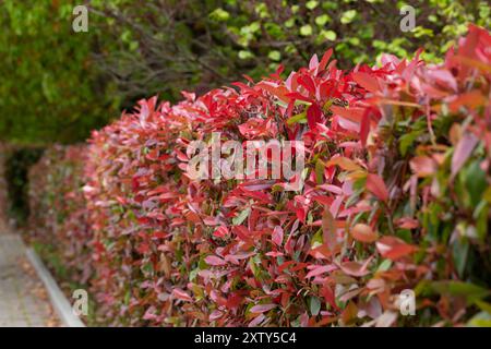 Foglie rosse e verdi di una siepe di robin rosso photinia fraseri su una strada, Photinia Red Robin Hedge Foto Stock