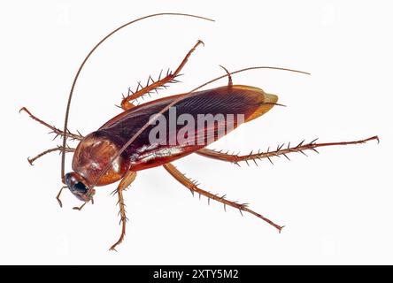 American Cockroach Silo - Periplaneta americana Foto Stock