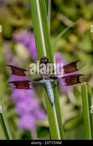 Common Whitetail Dragonfly - Plathemis lydia Foto Stock