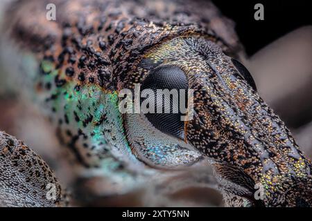 Compound Eye, Weevil, Rhinoscapha dohrni Foto Stock