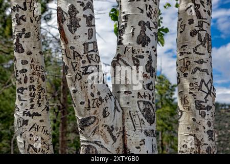 Graffiti deturpamento Aspen alberi Foto Stock