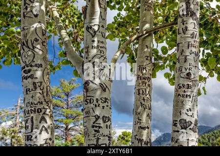 Graffiti deturpamento Aspen alberi Foto Stock