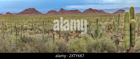 Saguaro Cactus Forest, Ironwood Forest National Monument, Arizona Foto Stock