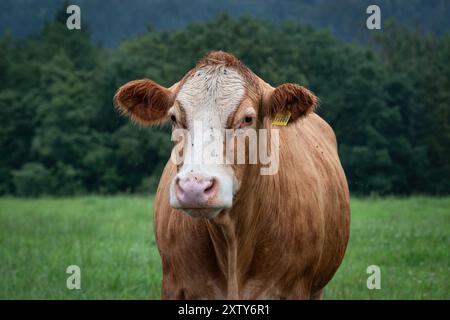 Kühe auf einer Weide in der Sächsischen Schweiz Foto Stock