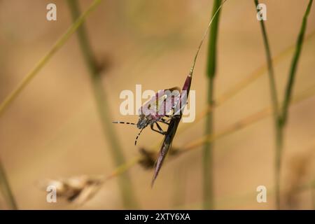 Immagine ravvicinata di un Bug Sheild appeso a una testa di semi di erba. Foto Stock