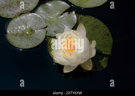 Lily in Bloom Foto Stock