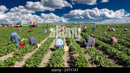 Raccolta di fagioli, manodopera migrante, sud della Florida Agricoltura Foto Stock