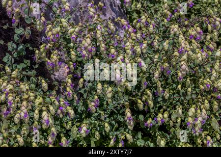 Origanum libanoticum... Origanum libanoticum è originario del Libano. Si tratta di una specie di origano che viene coltivato ornamentale per i suoi attraenti fiori An Foto Stock