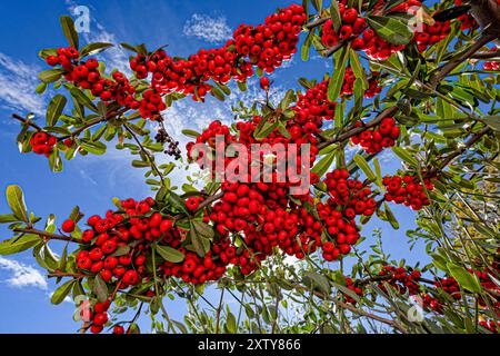 Pyracantha (bacche) è un genere di arbusti spinosi sempreverdi della famiglia delle Rosaceae, con nomi comuni Firethorn o pyracantha. Bacche di Pyracantha Foto Stock