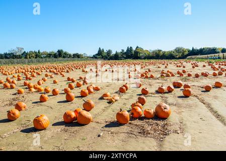 Campo di zucca in una fattoria sotto il cielo limpido in autunno Foto Stock