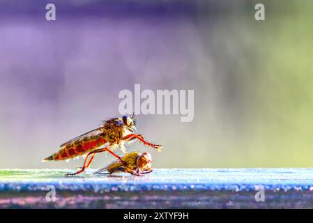 primo piano di una mosca rapinatrice e della sua vittima Foto Stock