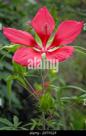 Scarlet rosemallow (Hibiscus coccineus), Malvaceae. Erbe acquatiche perenni, piante ornamentali, rosso fuoco. Foto Stock