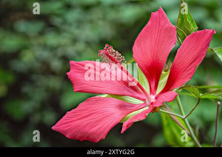 Scarlet rosemallow (Hibiscus coccineus), Malvaceae. Erbe acquatiche perenni, piante ornamentali, rosso fuoco. Foto Stock