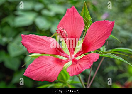 Scarlet rosemallow (Hibiscus coccineus), Malvaceae. Erbe acquatiche perenni, piante ornamentali, rosso fuoco. Foto Stock