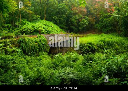 Ponte di pietra sovrastato sulla strada per Hana, Maui, Hawaii Foto Stock