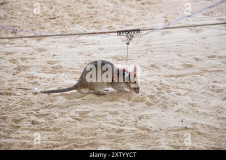 Raddrizzare le mine per la dimostrazione di topi eroici a Seim Reap Foto Stock