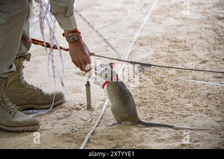 Mine terrestri che rilevano il topo africano gigante che viene ricompensato per il suo lavoro. Foto Stock