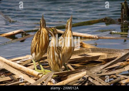 Piccolo bittern (Ixobrychus minutus) piccoli e adulti in un nido di canne. Fotografato a luglio. Foto Stock