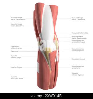 Illustrazione etichettata dell'anatomia del gomito umano vista da dietro (vista posteriore). Foto Stock