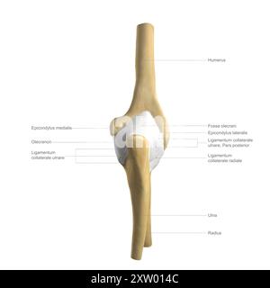 Illustrazione etichettata delle ossa e dei legamenti del gomito umano visti da dietro (vista posteriore). Foto Stock