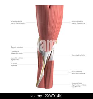 Illustrazione etichettata dell'anatomia del gomito umano, che mostra le strutture muscolari profonde e intermedie, viste dalla parte anteriore (vista anteriore). Foto Stock