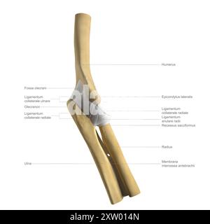 Illustrazione etichettata delle ossa e dei legamenti del gomito umano, vista laterale (lato più lontano dal corpo). Foto Stock