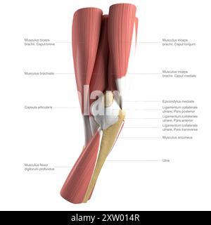 Illustrazione etichettata dell'anatomia del gomito umano, che mostra le strutture muscolari profonde e intermedie, vista mediale (lato più vicino al corpo). Foto Stock