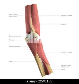 Illustrazione etichettata del muscolo profondo del gomito umano, vista laterale (lato più lontano dal corpo). Foto Stock