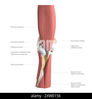 Illustrazione etichettata del muscolo profondo del gomito umano visto dalla parte anteriore (vista anteriore). Foto Stock