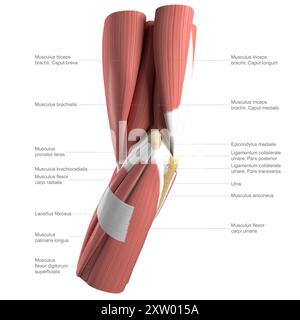 Illustrazione etichettata dell'anatomia del gomito umano, vista mediale (lato più vicino al corpo). Foto Stock