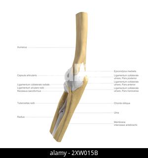 Illustrazione etichettata delle ossa e dei legamenti del gomito umano, vista mediale (lato più vicino al corpo). Foto Stock