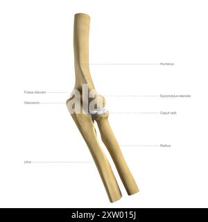 Illustrazione etichettata delle ossa del gomito umano, vista laterale (lato più lontano dal corpo). Foto Stock